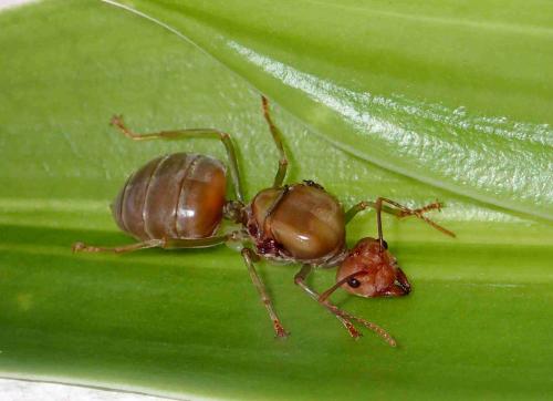Réf. 232 995 : Oecophylla smaragdina